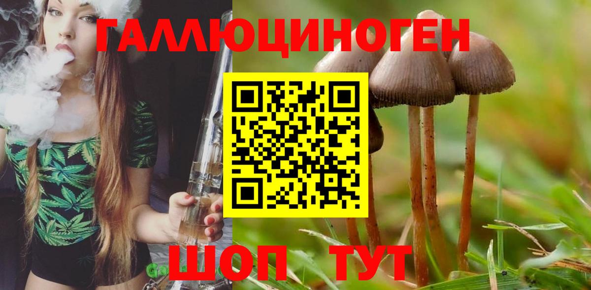Псилоцибиновые грибы Psilocybe  Вход с VPN  Биробиджан 